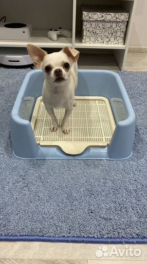 Лоток для собак и щенков