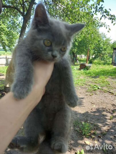 Кошка в дар бесплатно