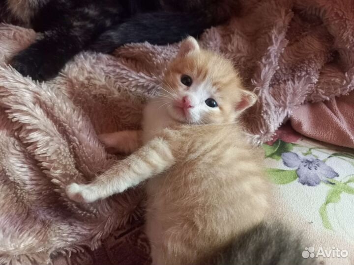Котята в добрые руки