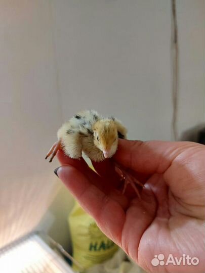 Перепелята