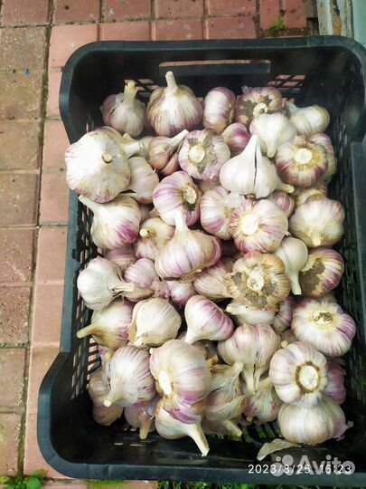 Чеснок домашний крупный