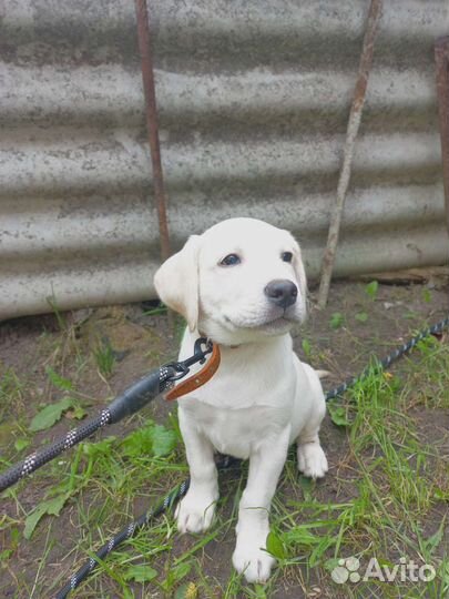 Щенки лабрадора
