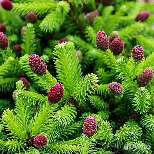 Ёли Шарообразные и Подушкообразные, зкс