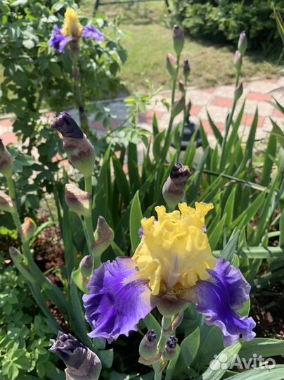 Ирис бородатый
