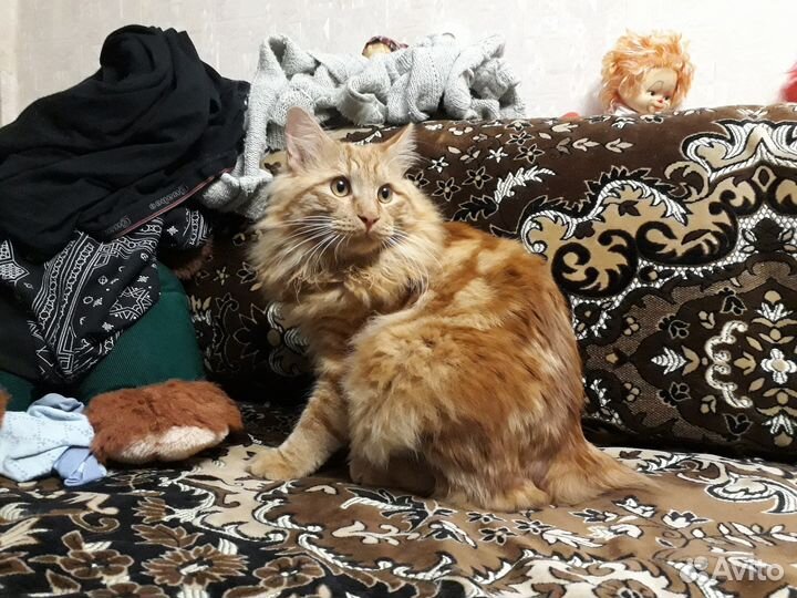 Ждем кошечку, Вязка