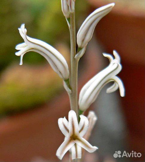 Хавортия полосатая