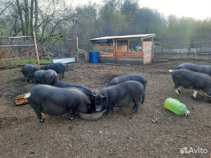 Вьетнамские поросята