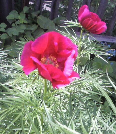 Цветы многолетние: пионы, георгины, клематис и др