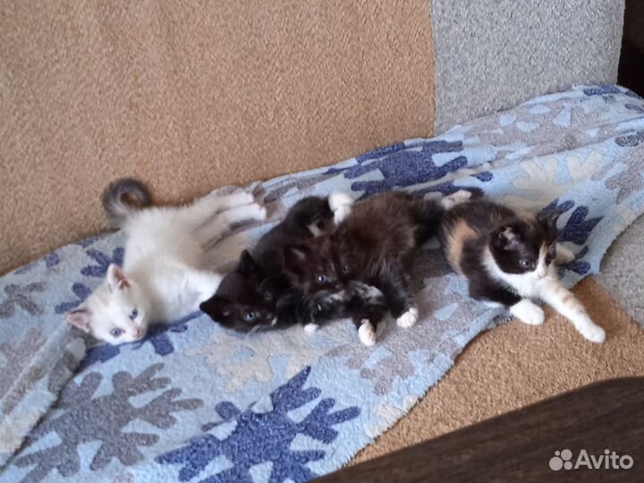 Сибирская кошка