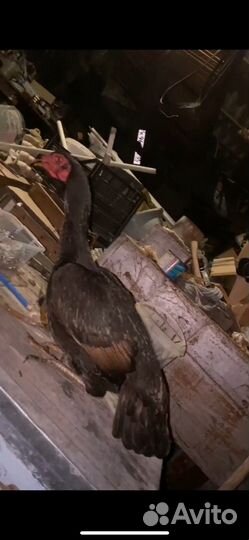 Бойцовые куры