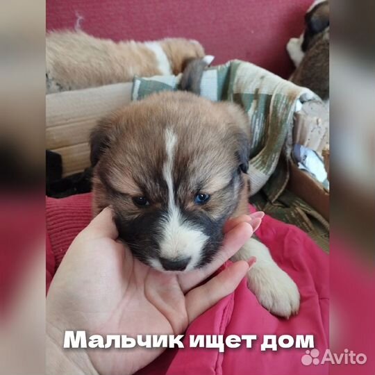 Ищут дом щенки(мальчики)