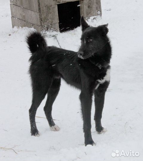 Собака