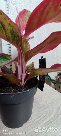 Аглаонема Крит Флейм