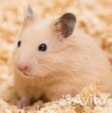 Сирийский хомяк