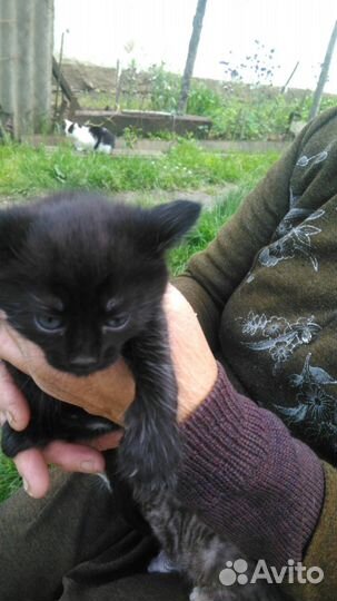 2 миленьких котенка-черный и серый