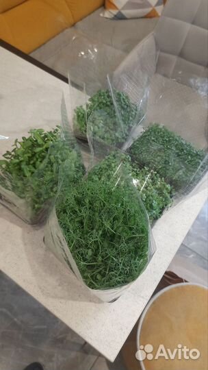 Микрозелень популярных культур (наличие/под заказ)