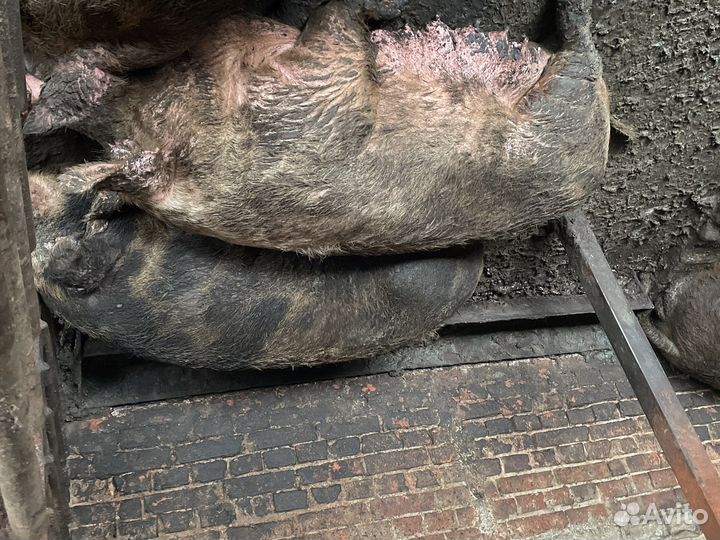 Свиноматки супоростные