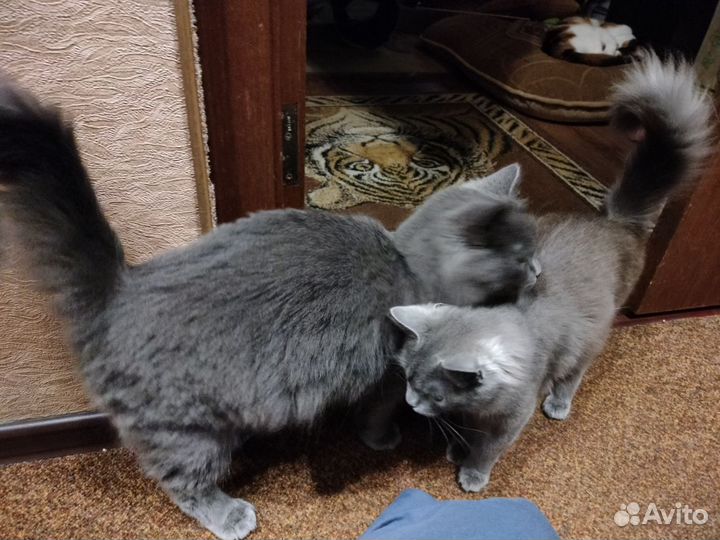 Кошка ищет дом