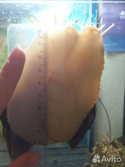 Улитки ахатины