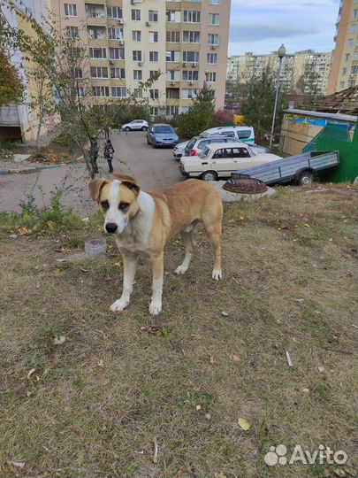 Собака в добрые руки
