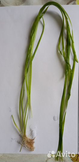 Водоросли валеснерия