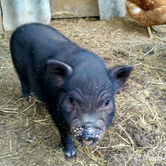 Вьетнамск вислобрюхий поросенок