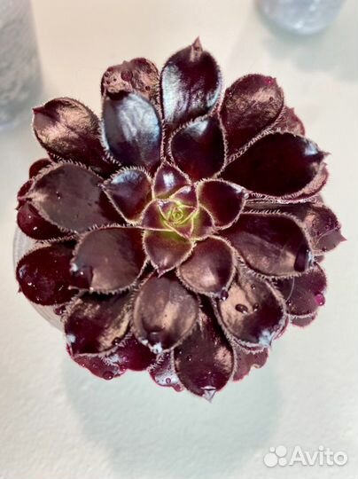 Эониум черный древовидный / отправка почтой