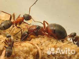 Муравьи.(Читать описание)