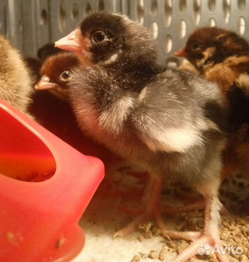 Цыплята