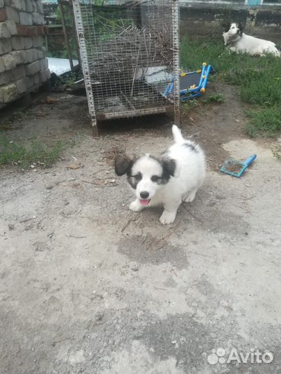 Щенок в добрые руки маленькой собаки