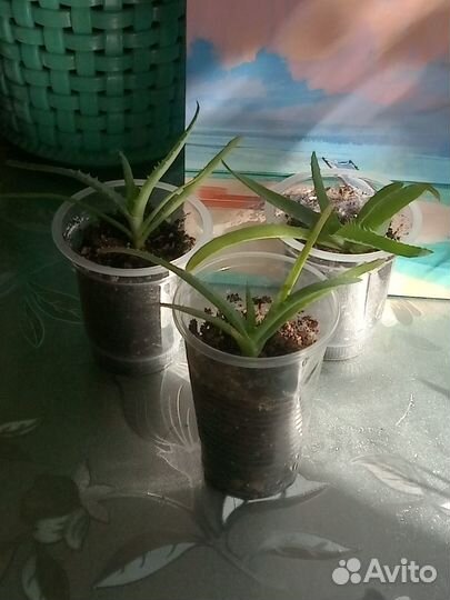 Драцена, алоэ, фикус Бенджамина, традесканция