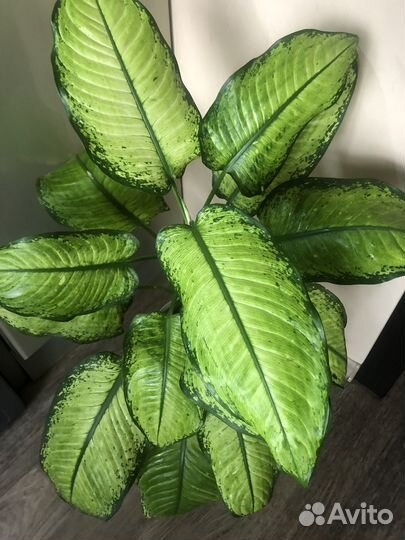 Продам излишки своих растений