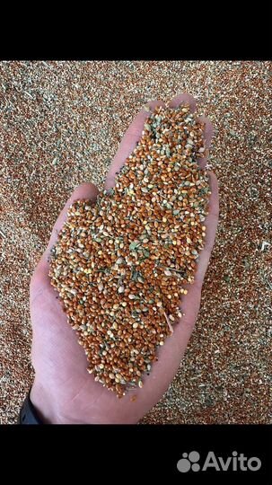 Просо красное