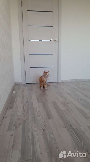 Ласковый кот в добрые руки