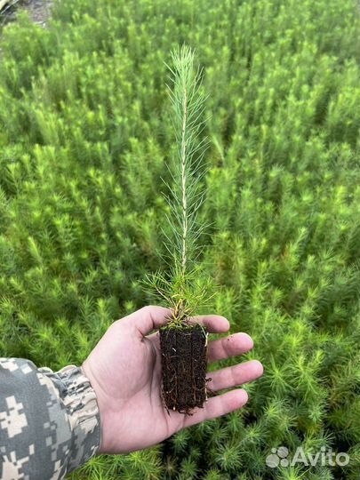 Сеянцы зкс Сосна Ель Лиственница окс Голуб Горн