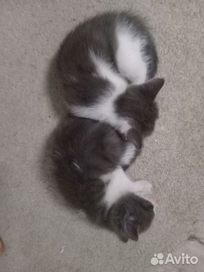 Котята