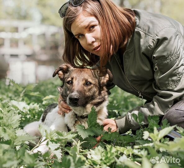 Собака в добрые руки бесплатно