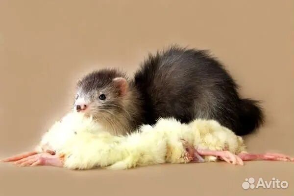 Цыплята на корм животным