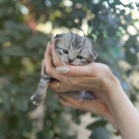 Британские вислоухие котята