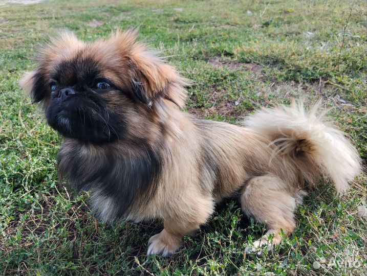 Вязка пекинес