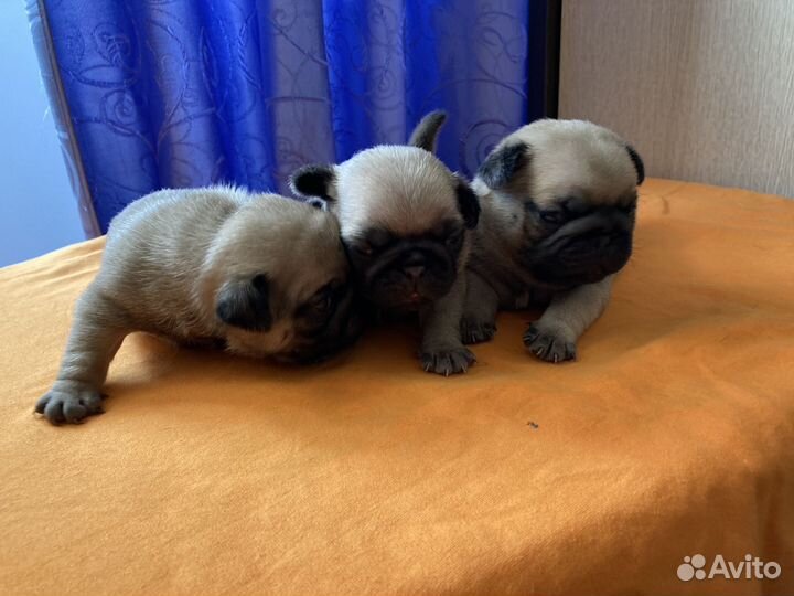 Щенки мопса
