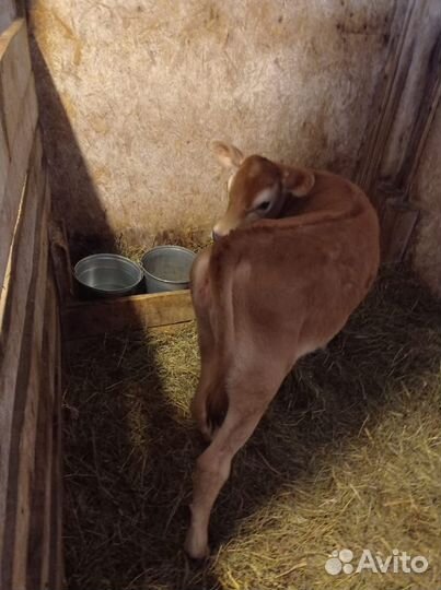 Тёлка джерсейской породы