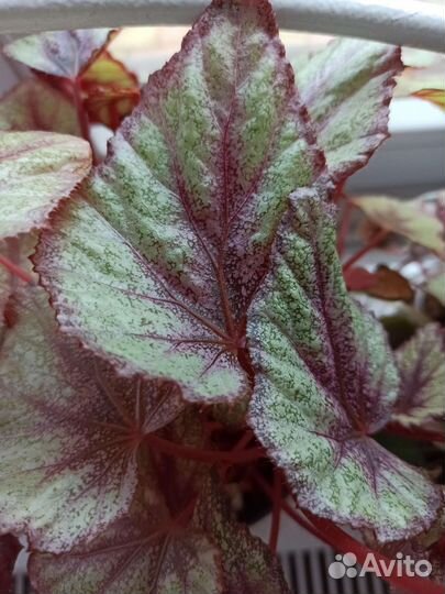 Продаю комнатные растения