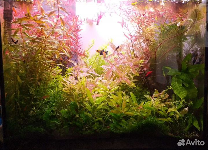 Аквариумные растения, мох, папоротник
