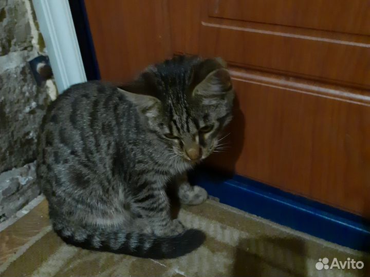 Кот, Котёнок