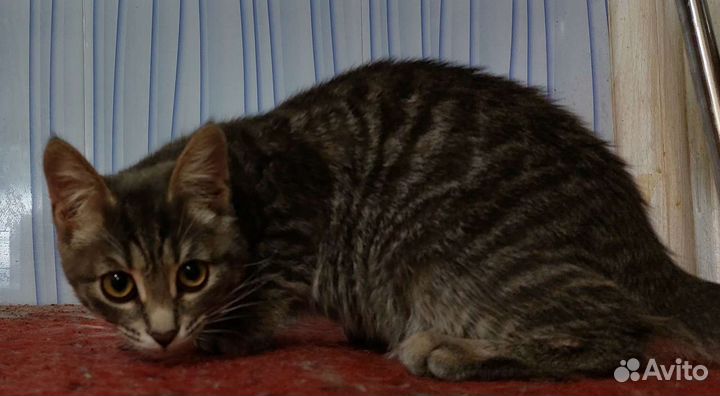 Котята в добрые руки бесплатно