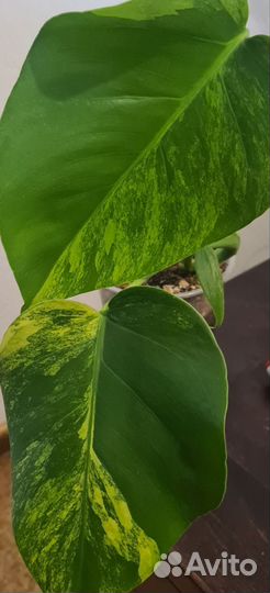 Монстера yellow splash