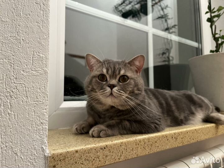 Британский кот вязка