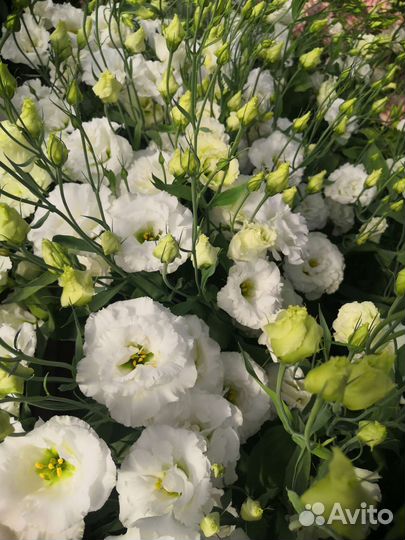 Эустома срез