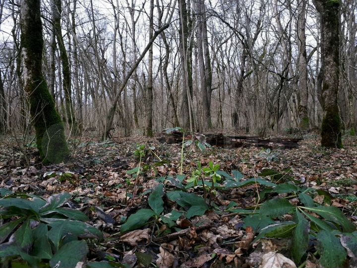 Участок 1,5 га (СНТ, ДНП)